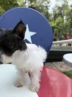 Daisy, a female Miniature Schnauzer for sale in Kilgore, TX – 2 of 4