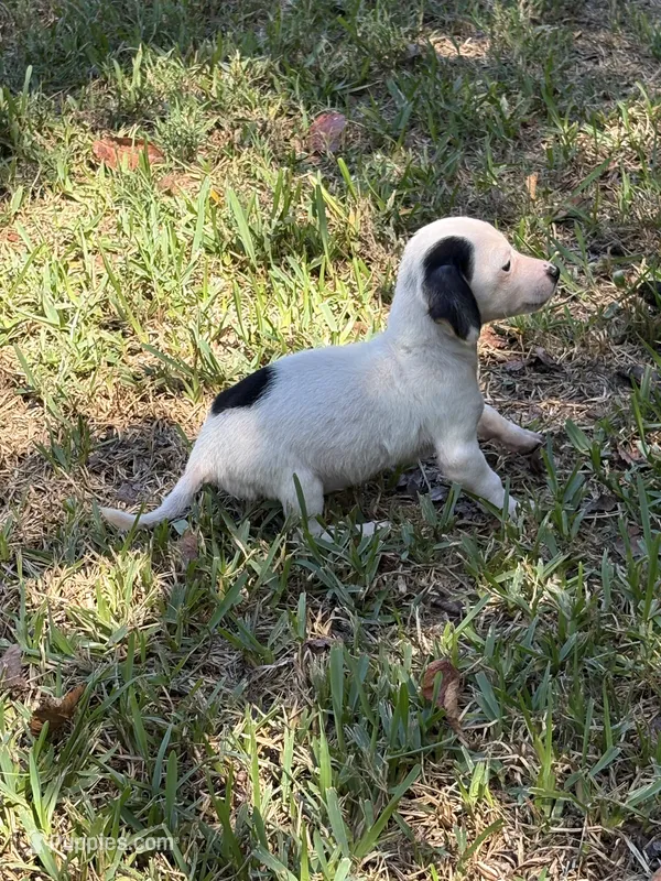Spot – Miniature Dachshund puppy for sale in Kilgore, TX