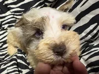 Jolene, a female Miniature Schnauzer for sale in Kilgore, TX – 3 of 4