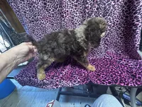 Bridget, a female Poodle - Miniature  for sale in Kilgore, TX – Photo 5 of 5