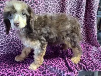 Bridget, a female Poodle - Miniature  for sale in Kilgore, TX – Photo 1 of 5