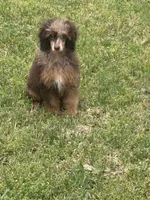 Bridget, a female Poodle - Miniature  for sale in Kilgore, TX – Photo 5 of 6