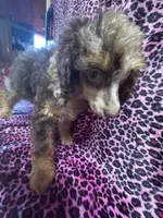 Bridget, a female Poodle - Miniature  for sale in Kilgore, TX – Photo 3 of 5