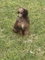 Bridget, a female Poodle - Miniature  for sale in Kilgore, TX – Photo 6 of 6