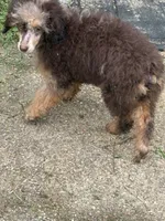 Bridget, a female Poodle - Miniature  for sale in Kilgore, TX – Photo 3 of 6