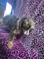 Bridget, a female Poodle - Miniature  for sale in Kilgore, TX – Photo 4 of 5