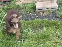 Bridget, a female Poodle - Miniature  for sale in Kilgore, TX – Photo 4 of 6