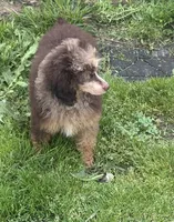 Bridget, a female Poodle - Miniature  for sale in Kilgore, TX – Photo 2 of 6