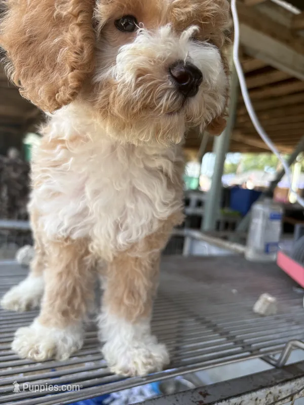 Goldie – Poodle - Miniature , Bernedoodle puppy for sale in Kilgore, TX