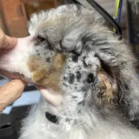 Chaz, a male Poodle - Miniature  for sale in Kilgore, TX – Photo 2 of 7