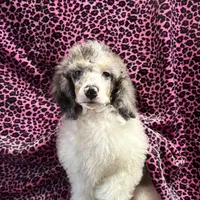 Chaz, a male Poodle - Miniature  for sale in Kilgore, TX – Photo 4 of 7