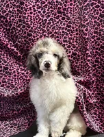 Chaz, a male Poodle - Miniature  for sale in Kilgore, TX – Photo 4 of 7