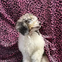 Chaz, a male Poodle - Miniature  for sale in Kilgore, TX – Photo 5 of 7