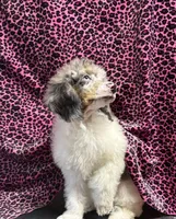 Chaz, a male Poodle - Miniature  for sale in Kilgore, TX – Photo 5 of 7