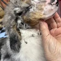 Chaz, a male Poodle - Miniature  for sale in Kilgore, TX – Photo 1 of 7