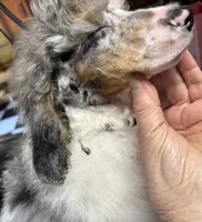 Chaz, a male Poodle - Miniature  for sale in Kilgore, TX – Photo 1 of 7