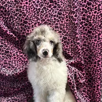 Chaz, a male Poodle - Miniature  for sale in Kilgore, TX – Photo 3 of 7