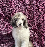 Chaz, a male Poodle - Miniature  for sale in Kilgore, TX – Photo 3 of 7