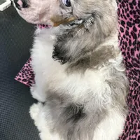 Chaz, a male Poodle - Miniature  for sale in Kilgore, TX – Photo 6 of 7