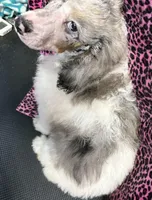 Chaz, a male Poodle - Miniature  for sale in Kilgore, TX – Photo 6 of 7