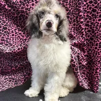 Chaz, a male Poodle - Miniature  for sale in Kilgore, TX – Photo 7 of 7