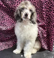 Chaz, a male Poodle - Miniature  for sale in Kilgore, TX – Photo 7 of 7