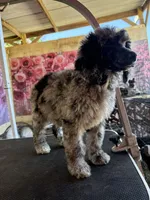 Rooster, a male Poodle - Standard  for sale in Kilgore, TX – 3 of 3