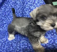 Bubba, a female Miniature Schnauzer for sale in Kilgore, TX – Photo 5 of 6
