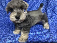Bubba, a female Miniature Schnauzer for sale in Kilgore, TX – Photo 1 of 6