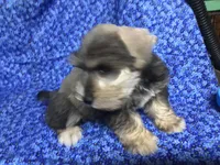 Bubba, a female Miniature Schnauzer for sale in Kilgore, TX – Photo 4 of 6