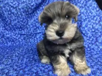 Bubba, a female Miniature Schnauzer for sale in Kilgore, TX – Photo 6 of 6