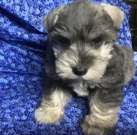 Bubba, a female Miniature Schnauzer for sale in Kilgore, TX – Photo 3 of 6