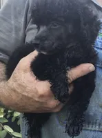 Jax, a male Poodle - Miniature  for sale in Kilgore, TX – Photo 2 of 2