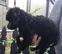 Jax, a male Poodle - Miniature  for sale in Kilgore, TX – Photo 1 of 2