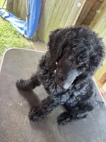 Smokey She Bear, a female Poodle - Standard  for sale in Kilgore, TX – 3 of 5