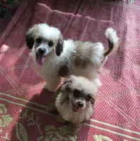 Susie Q, a female Poodle - Toy  for sale in Kilgore, TX – Photo 7 of 7