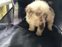 Susie Q, a female Poodle - Toy  for sale in Kilgore, TX – Photo 3 of 7