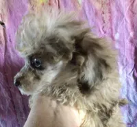 Susie Q, a female Poodle - Toy  for sale in Kilgore, TX – Photo 1 of 7