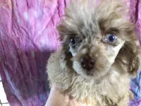 Susie Q, a female Poodle - Toy  for sale in Kilgore, TX – Photo 2 of 7