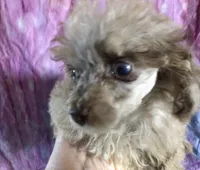 Susie Q, a female Poodle - Toy  for sale in Kilgore, TX – Photo 5 of 7