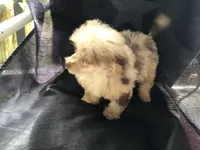 Susie Q, a female Poodle - Toy  for sale in Kilgore, TX – Photo 4 of 7