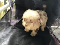 Susie Q, a female Poodle - Toy  for sale in Kilgore, TX – Photo 6 of 7