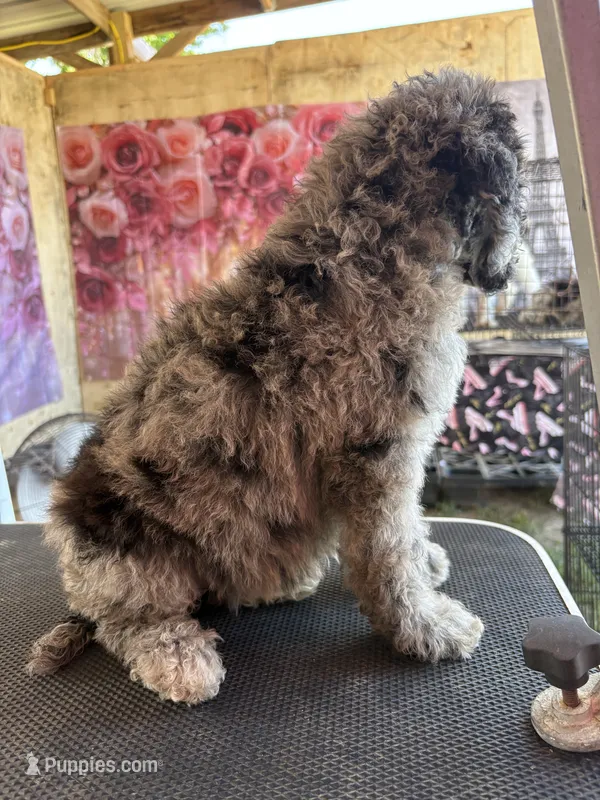 Rooster – Poodle - Standard  puppy for sale in Kilgore, TX