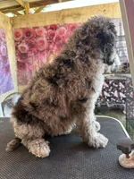 Rooster, a male Poodle - Standard  for sale in Kilgore, TX – 2 of 3