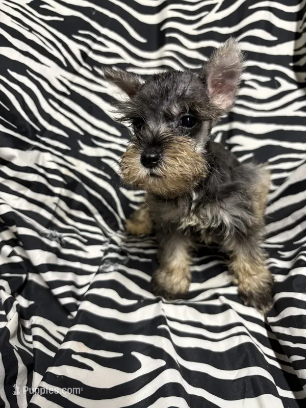 Loretta – Miniature Schnauzer puppy for sale in Kilgore, TX