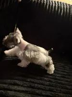 Karsten, a male Miniature Schnauzer for sale in Kilgore, TX – Photo 3 of 3