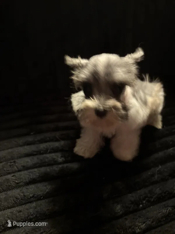 Karsten – Miniature Schnauzer puppy for sale in Kilgore, TX