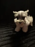 Karsten, a male Miniature Schnauzer for sale in Kilgore, TX – Photo 1 of 3