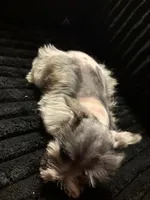 Karsten, a male Miniature Schnauzer for sale in Kilgore, TX – Photo 2 of 3