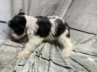 Posey, a female Miniature Schnauzer for sale in Kilgore, TX – Photo 3 of 3